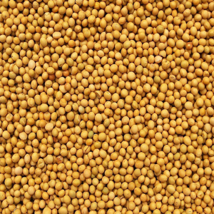 Grain Sorghum US No. 2