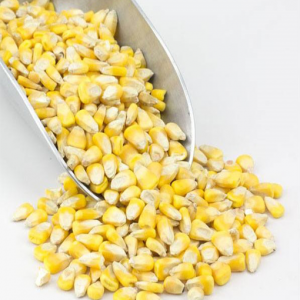 Whole Yellow Corn, Organic (Non-GMO)