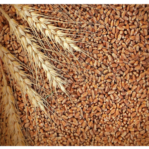Hard Red Wheat Berries (Grain), Organic (Non-GMO)
