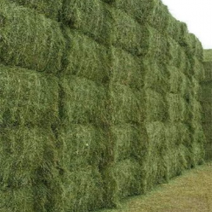 Bulk Alfalfa Hay - Wholesale