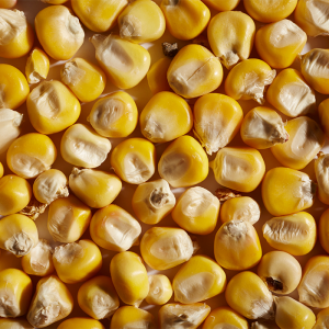 Yellow Corn - Organic