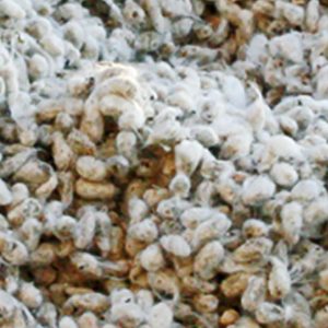 Whole Cottonseed